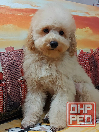 Вязка Донецк - изображение 2