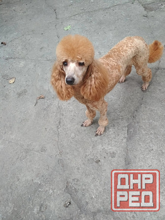 Вязка Донецк - изображение 4