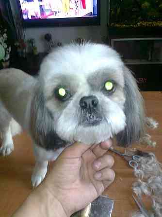 Груминг Донецк