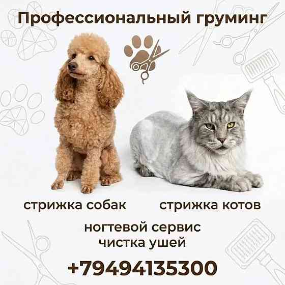 Груминг Донецк