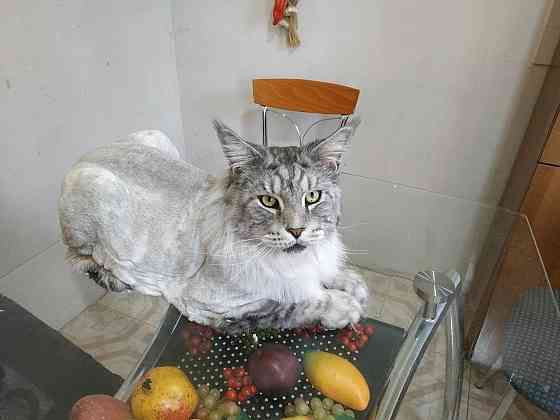 Груминг Донецк