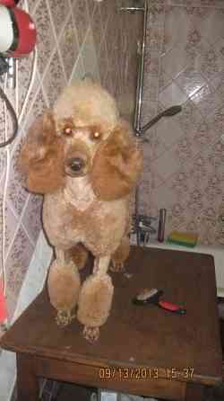 Груминг Донецк