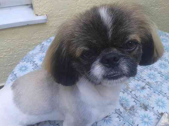 Груминг Донецк