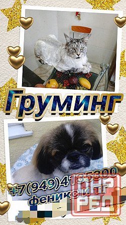 Груминг Донецк - изображение 1