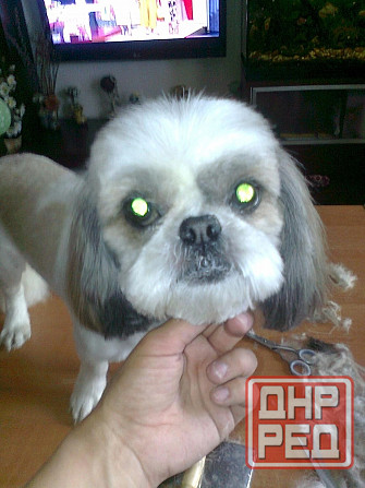 Груминг Донецк - изображение 3