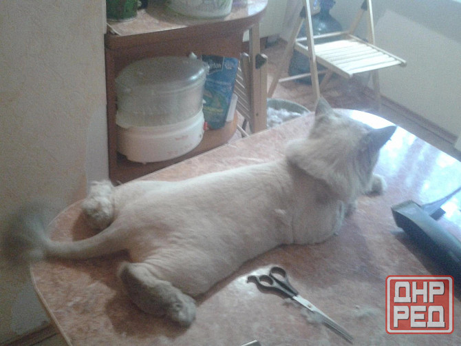 Груминг Донецк - изображение 5