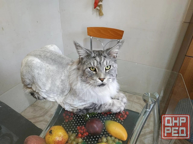 Груминг Донецк - изображение 4