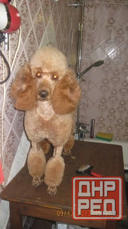 Груминг Донецк - изображение 2