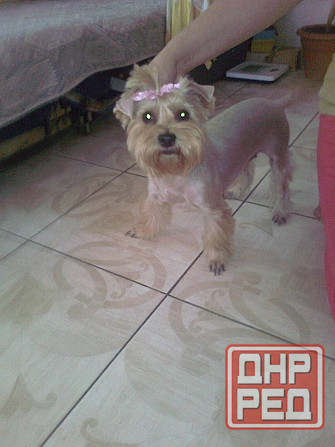 Груминг Донецк - изображение 7