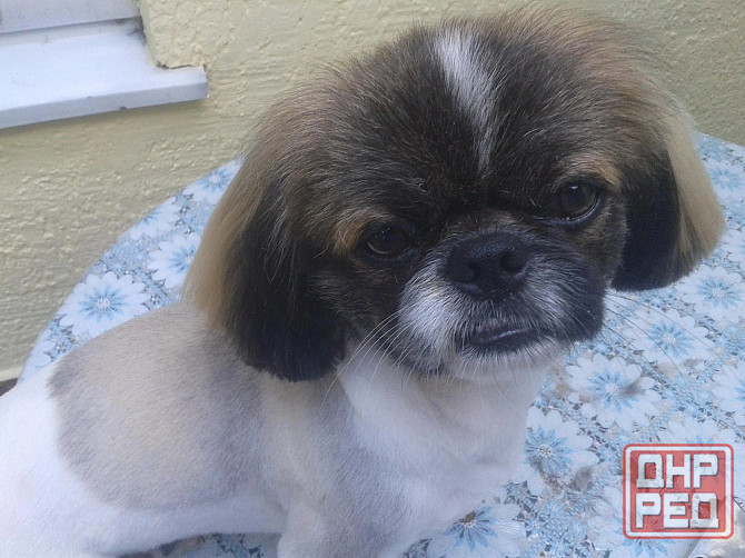 Груминг Донецк - изображение 6