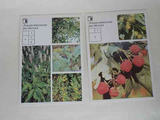 Набор открыток "Ваш приусадебный участок. Лекарственные растения" Донецк