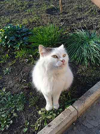 Помогите найти новый дом двум кошкам Донецк