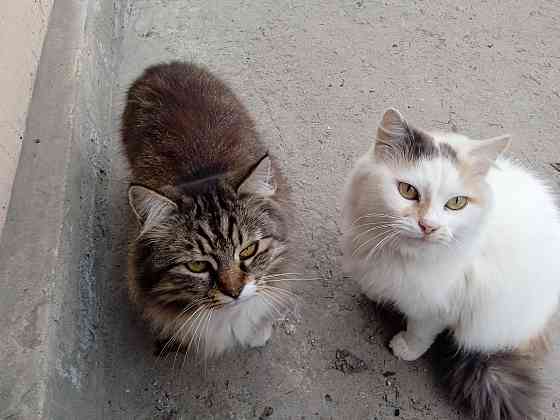 Помогите найти новый дом двум кошкам Донецк
