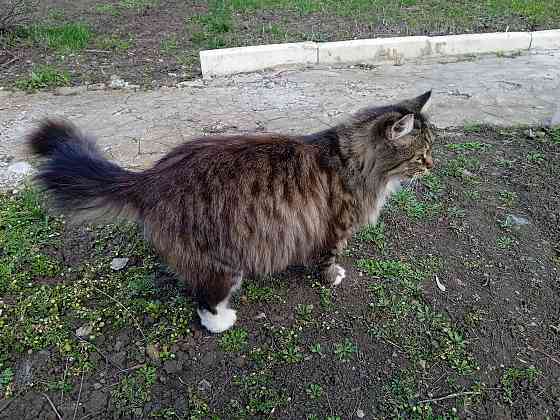 Помогите найти новый дом двум кошкам Донецк