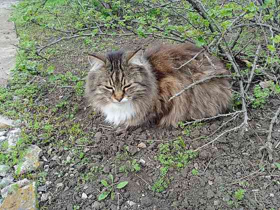 Помогите найти новый дом двум кошкам Донецк