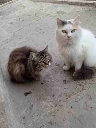 Помогите найти новый дом двум кошкам Донецк