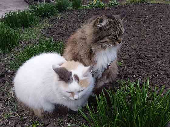 Помогите найти новый дом двум кошкам Донецк