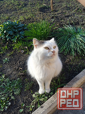 Помогите найти новый дом двум кошкам Донецк - изображение 4