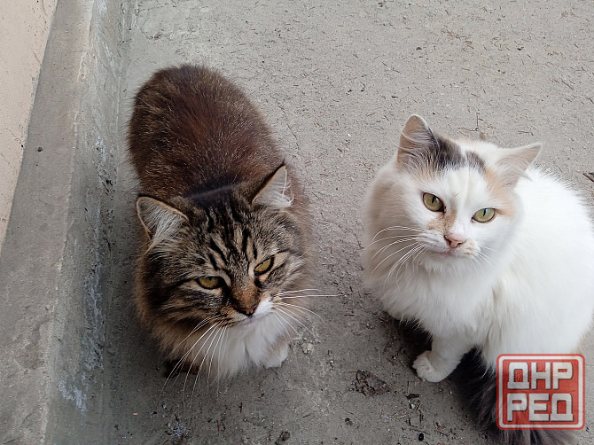 Помогите найти новый дом двум кошкам Донецк - изображение 2