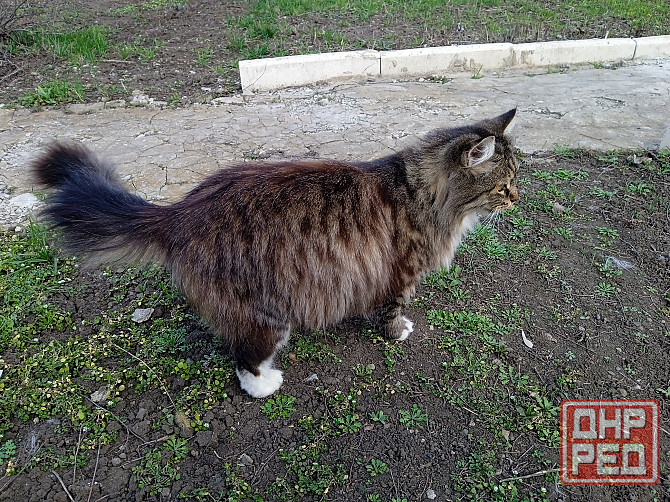 Помогите найти новый дом двум кошкам Донецк - изображение 5