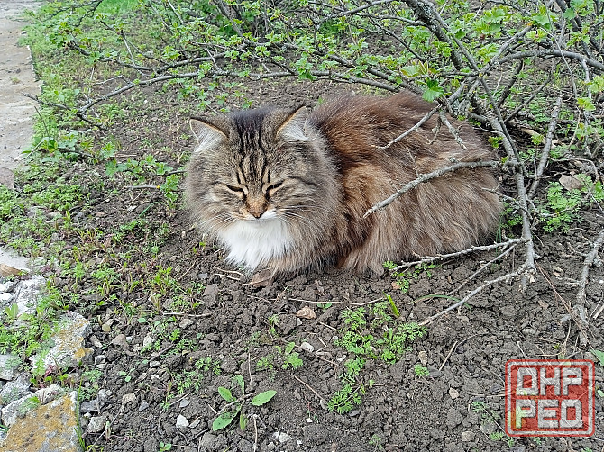 Помогите найти новый дом двум кошкам Донецк - изображение 6