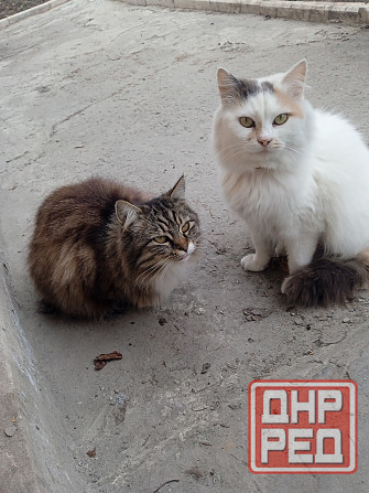 Помогите найти новый дом двум кошкам Донецк - изображение 3