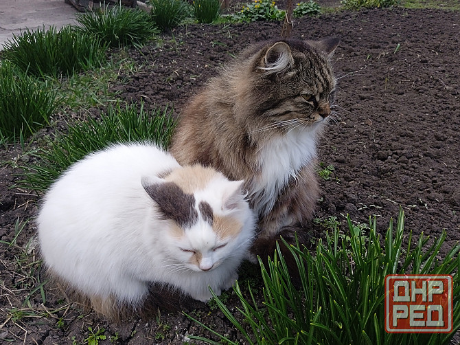 Помогите найти новый дом двум кошкам Донецк - изображение 1