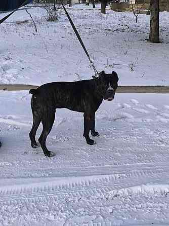 Продам собаку Макеевка