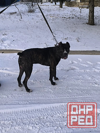 Продам собаку Макеевка - изображение 1