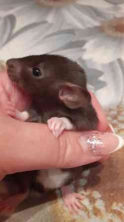 Грызуны Крыски, Морские свинки, Кролики,Хомячки ,Шиншиллы Донецк