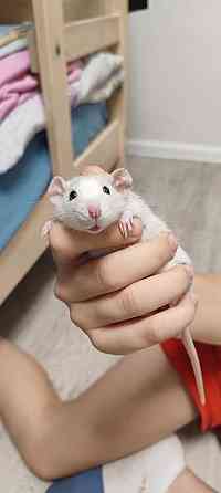 Грызуны Крыски, Морские свинки, Кролики,Хомячки ,Шиншиллы Донецк