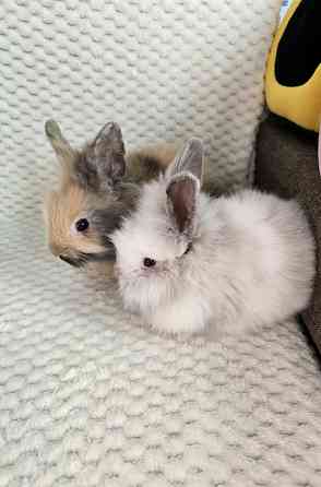 Грызуны Крыски, Морские свинки, Кролики,Хомячки ,Шиншиллы Донецк