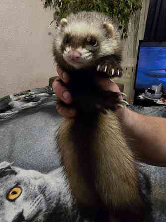 Грызуны Крыски, Морские свинки, Кролики,Хомячки ,Шиншиллы Донецк