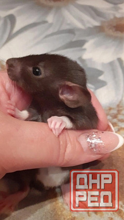 Грызуны Крыски, Морские свинки, Кролики,Хомячки ,Шиншиллы Донецк - изображение 6