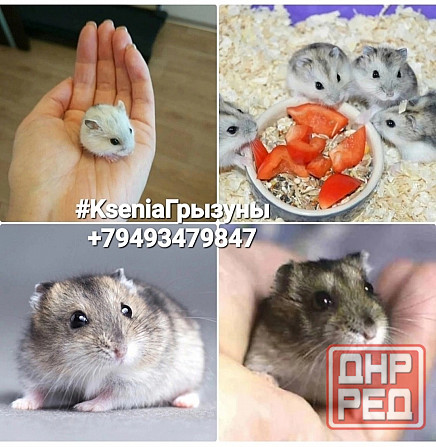 Грызуны Крыски, Морские свинки, Кролики,Хомячки ,Шиншиллы Донецк - изображение 2