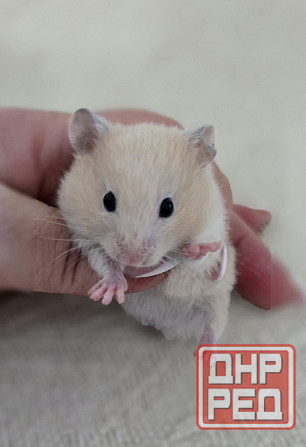 Грызуны Крыски, Морские свинки, Кролики,Хомячки ,Шиншиллы Донецк - изображение 8