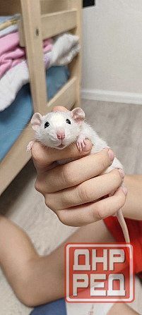 Грызуны Крыски, Морские свинки, Кролики,Хомячки ,Шиншиллы Донецк - изображение 4