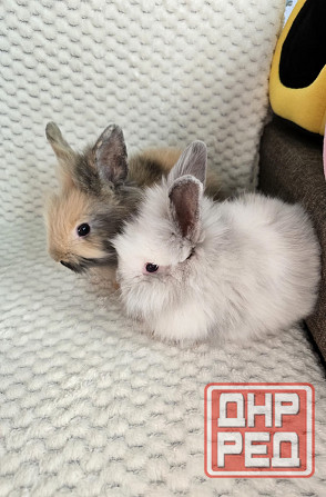 Грызуны Крыски, Морские свинки, Кролики,Хомячки ,Шиншиллы Донецк - изображение 5