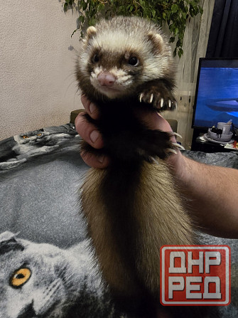 Грызуны Крыски, Морские свинки, Кролики,Хомячки ,Шиншиллы Донецк - изображение 3