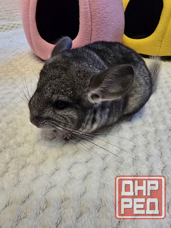 Грызуны Крыски, Морские свинки, Кролики,Хомячки ,Шиншиллы Донецк - изображение 7