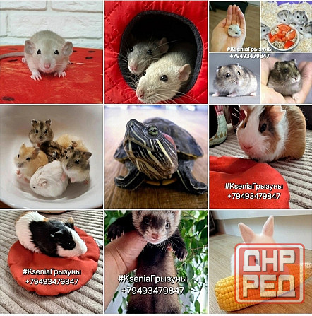 Грызуны Крыски, Морские свинки, Кролики,Хомячки ,Шиншиллы Донецк - изображение 1