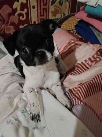 Чихуахуа, мальчики 7 месяцев. Луганск