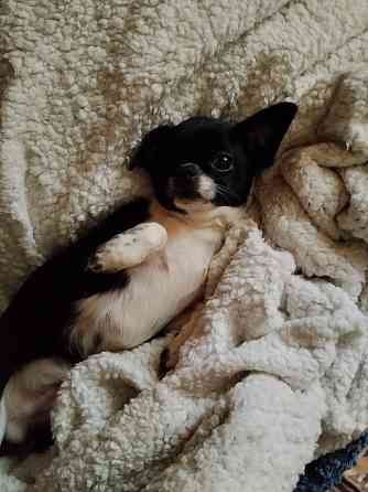 Мальчик чихуахуа Луганск