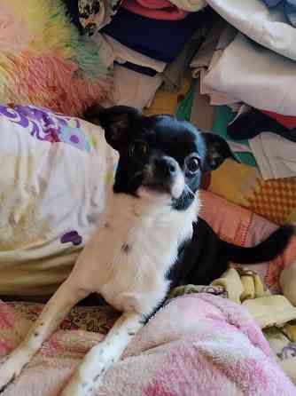 Чихуахуа, мальчики 7 месяцев. Луганск