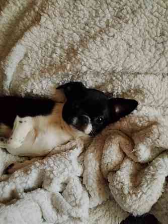 Чихуахуа, мальчики 7 месяцев. Луганск