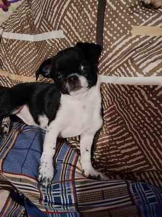 Чихуахуа, мальчики 7 месяцев. Луганск