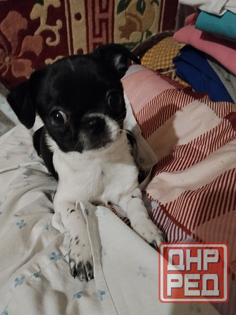 Чихуахуа, мальчики 7 месяцев. Луганск - изображение 4