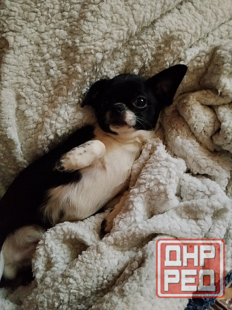 Мальчик чихуахуа Луганск - изображение 4