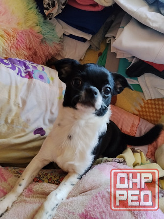 Чихуахуа, мальчики 7 месяцев. Луганск - изображение 1