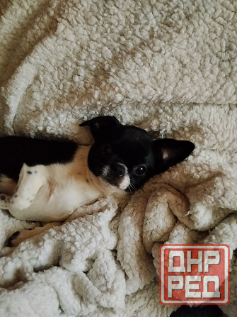 Чихуахуа, мальчики 7 месяцев. Луганск - изображение 2